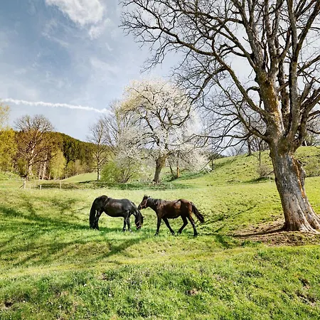 In Near Slopes * Piesendorf